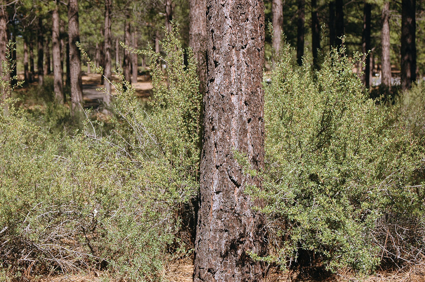 Bitterbrush shrub - Source OSU Extension Service