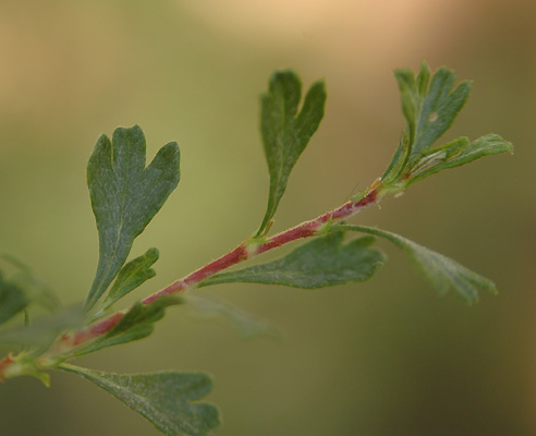 Bitterbrush leaves - Source OSU Extension Service