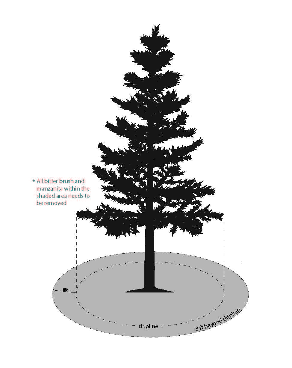tree drip line sketch