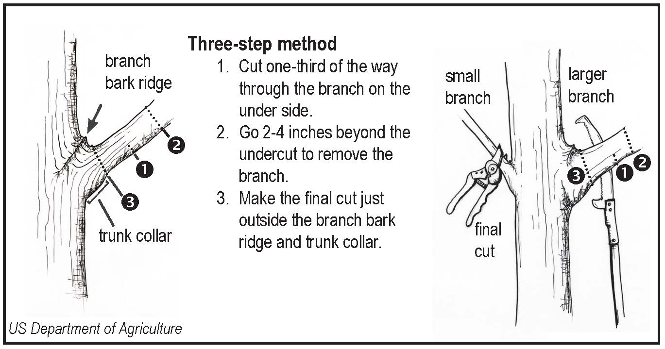 Pruning Limbs