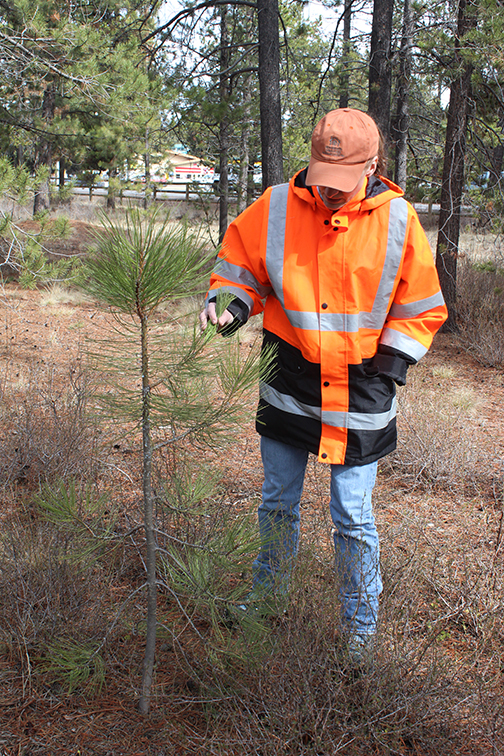 Young Ponderosa